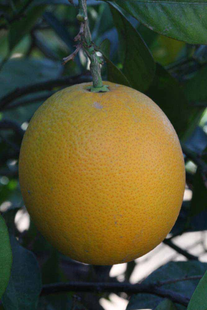              Fruit (Sanguina Doblefina, Riverside, CA)       